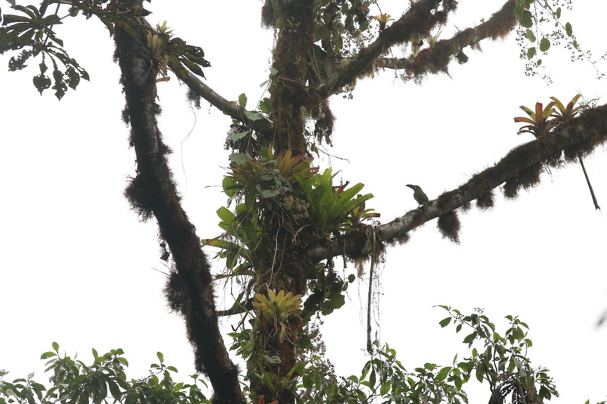 Crimson-rumped Toucanet - Aurélie  Jambon