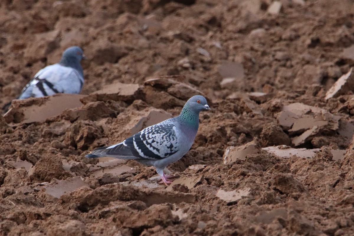 Rock Pigeon (Feral Pigeon) - Silas Würfl