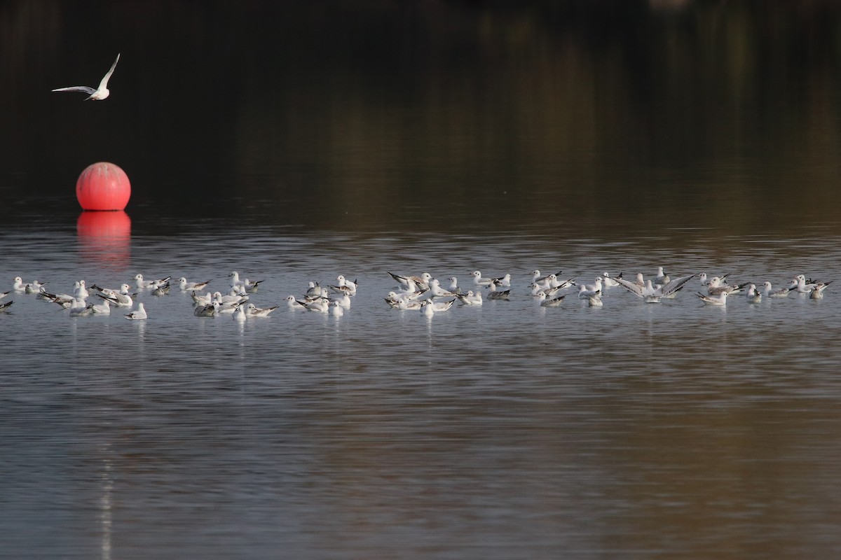 Black-headed Gull - Silas Würfl