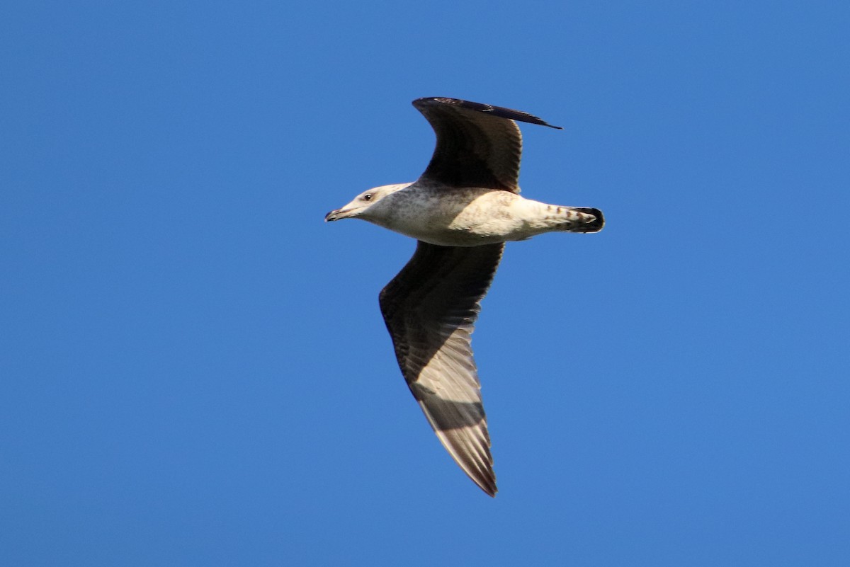 Yellow-legged Gull - ML594053481