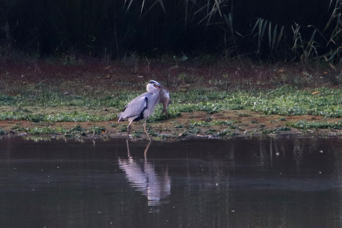 Gray Heron - ML594053521