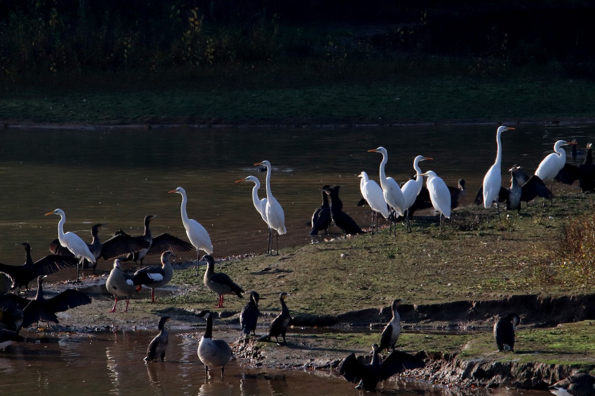 Great Egret - ML594053541