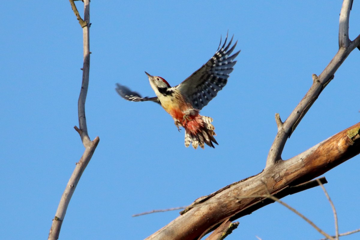 Middle Spotted Woodpecker - ML594053631