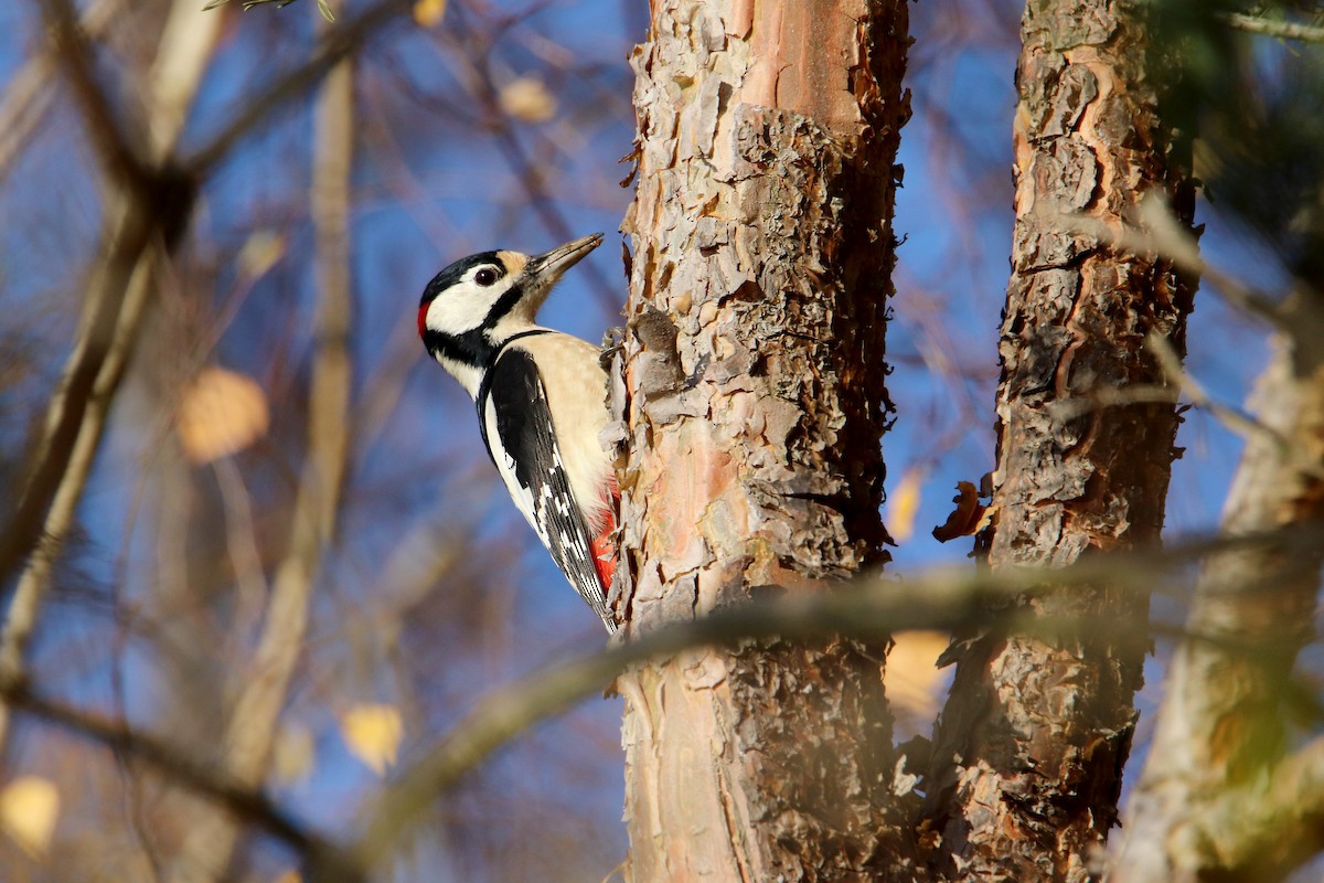 Great Spotted Woodpecker - ML594053671