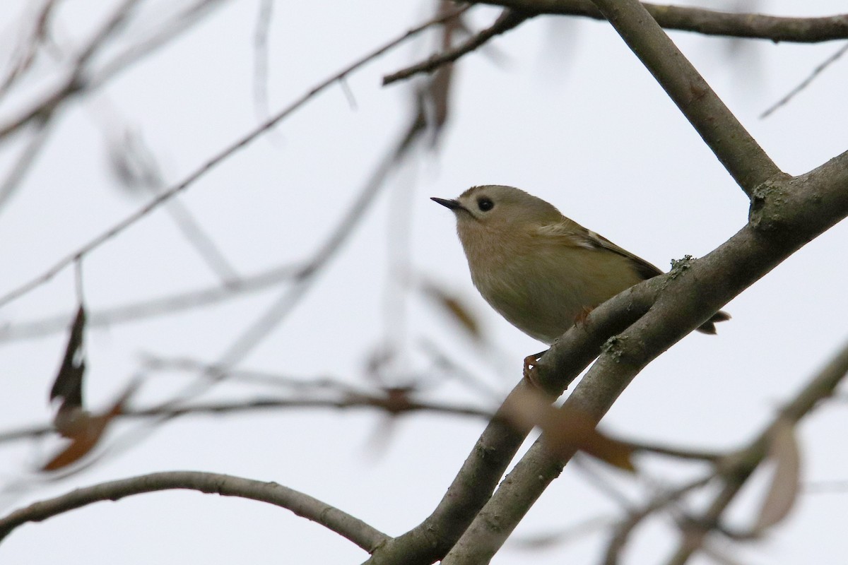 Wintergoldhähnchen - ML594053771