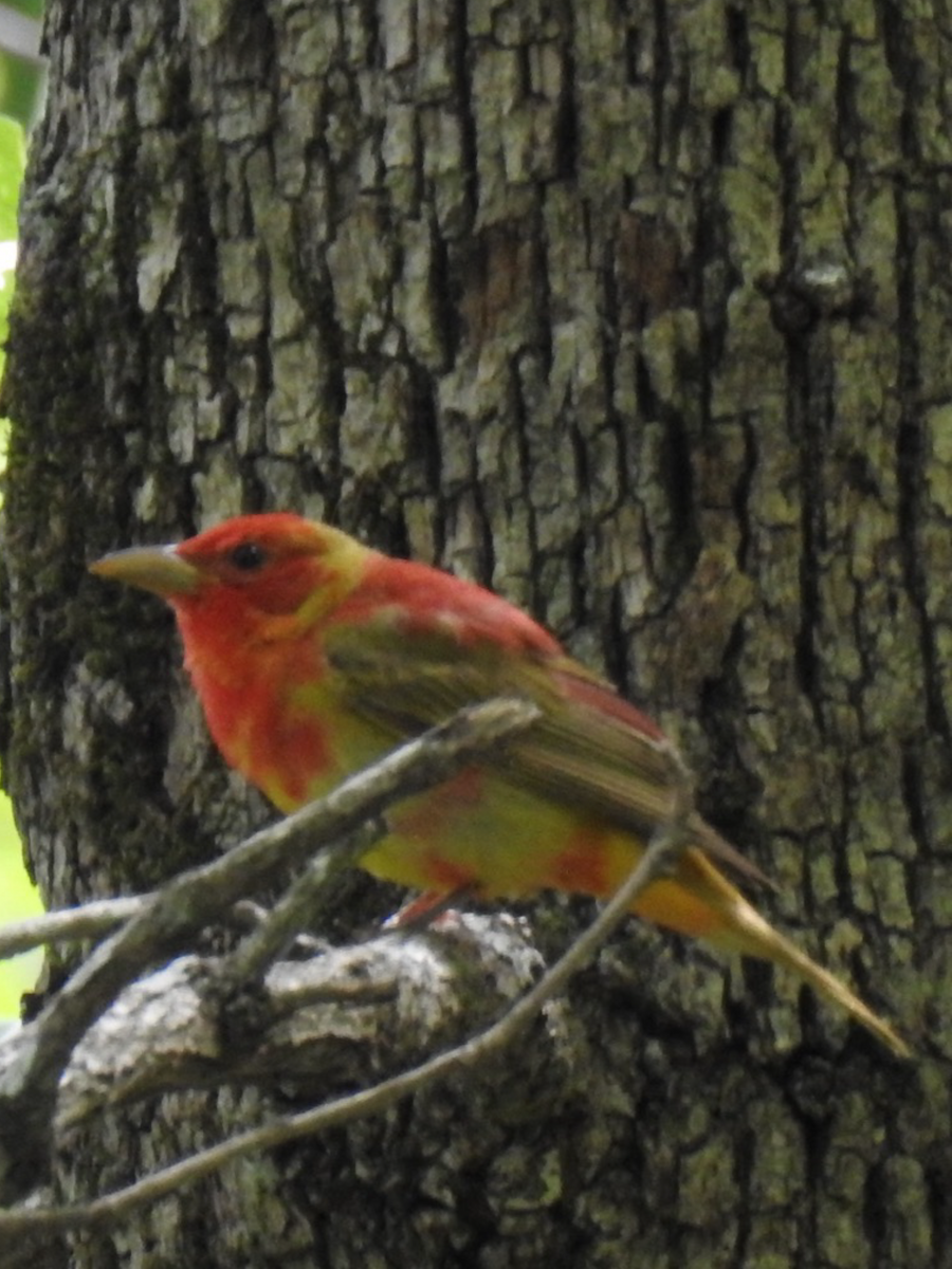 Summer Tanager - Daron Patterson