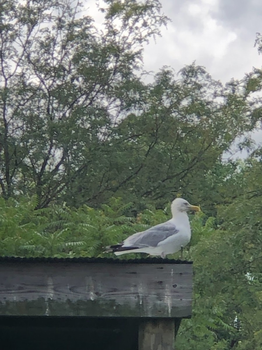 Herring Gull - Noah  Butas