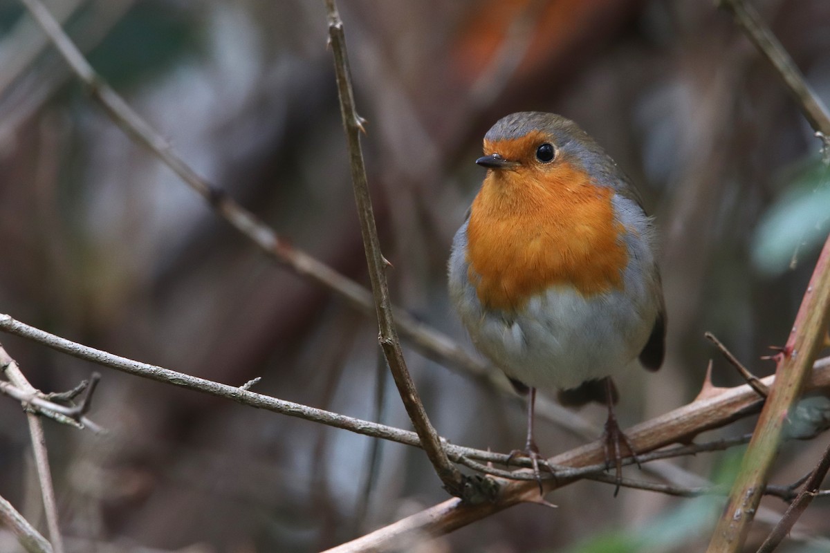 European Robin - ML594053851