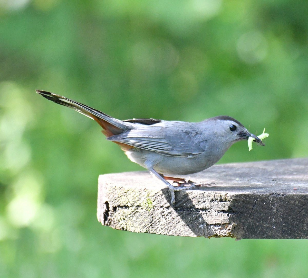 Gray Catbird - Maria Armstrong