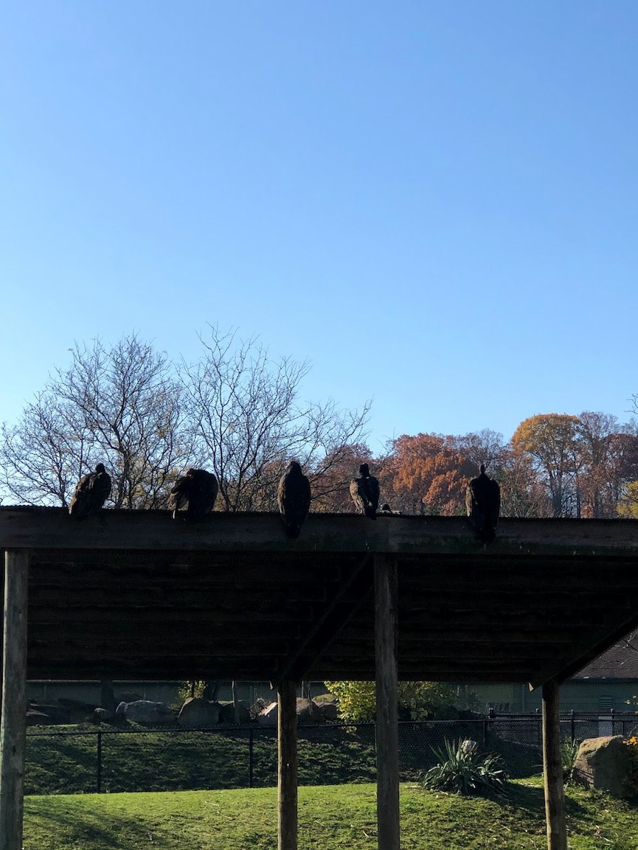 Turkey Vulture - ML594054051