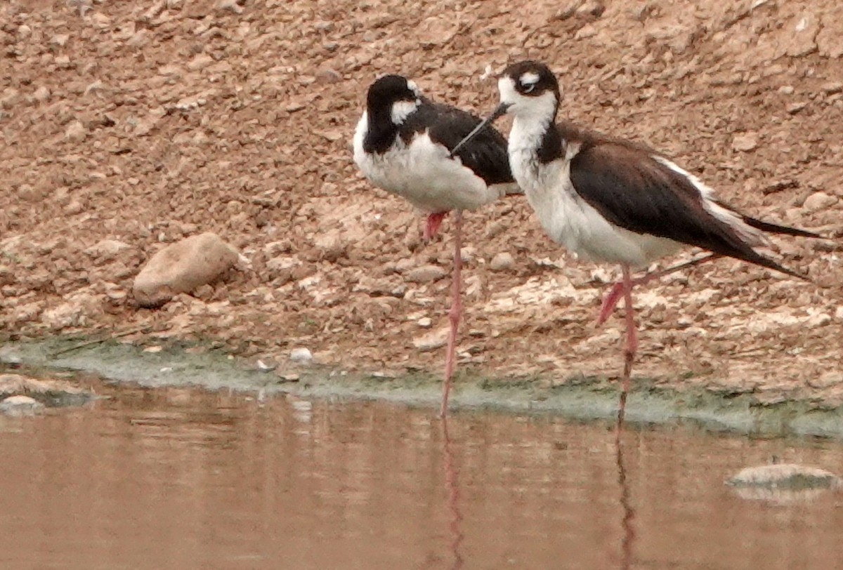 Black-necked Stilt - ML594054171