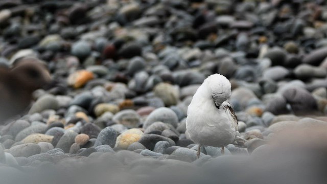 Swallow-tailed Gull - ML594054881