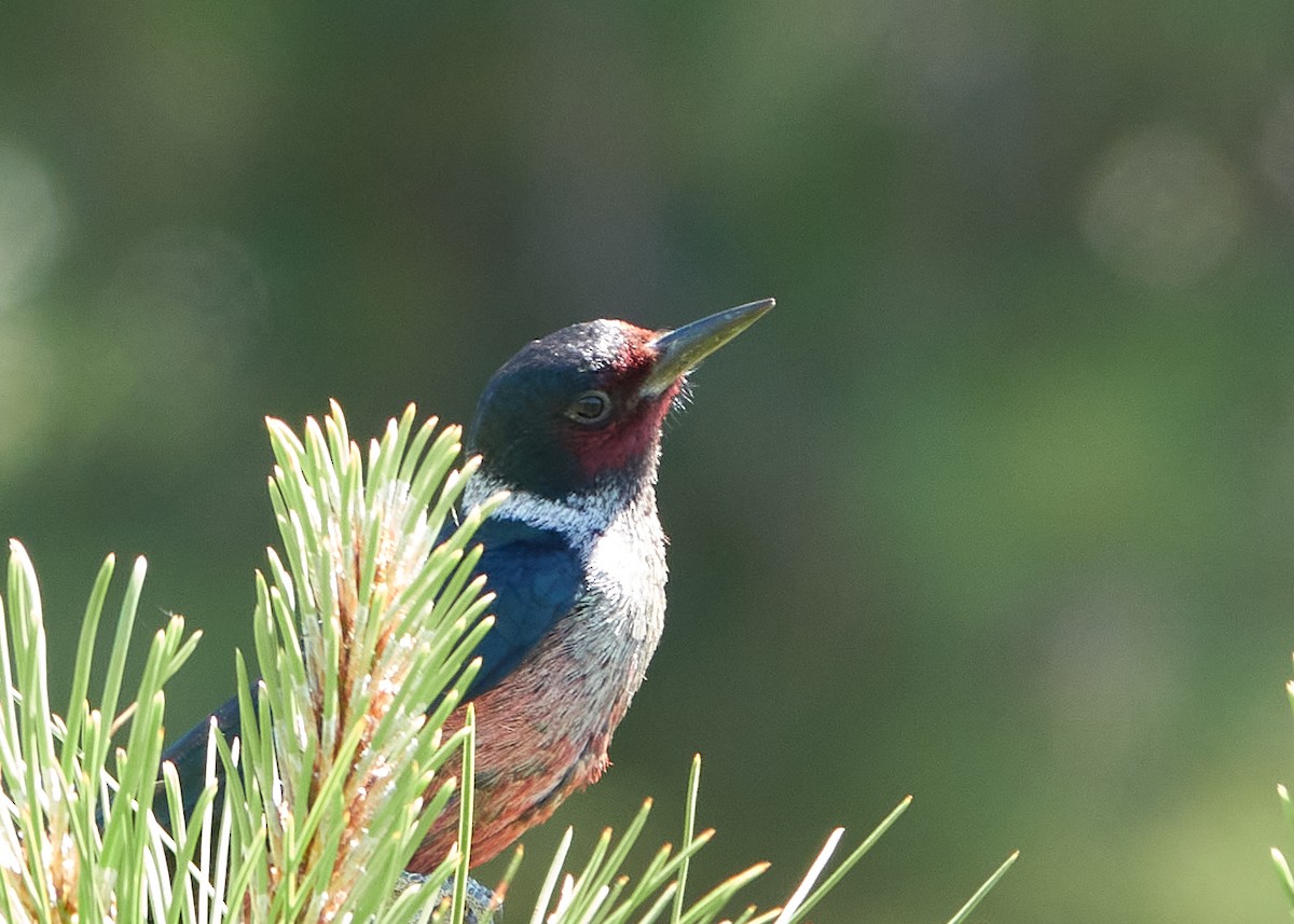 Lewis's Woodpecker - ML594054981