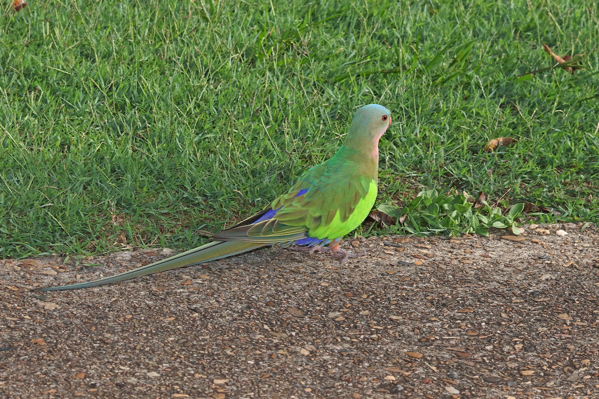 Princess Parrot - ML594057971