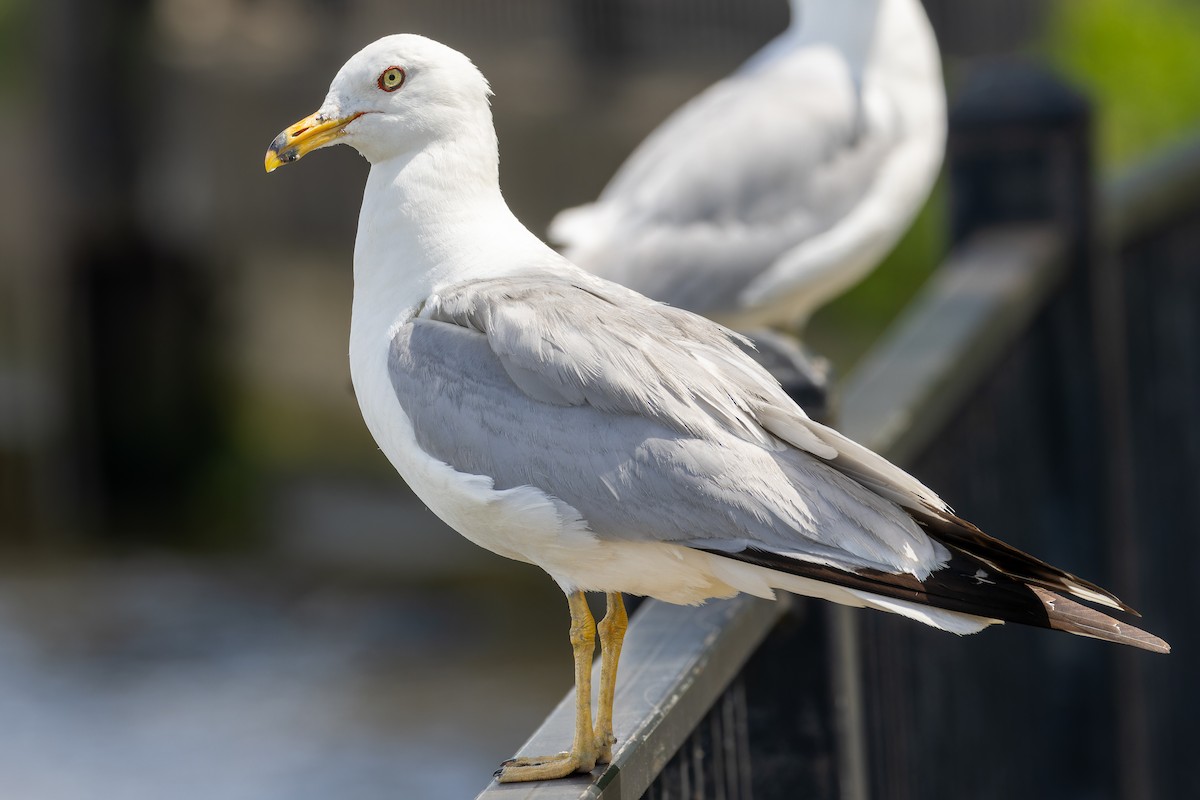 Ring-billed Gull - ML594058131