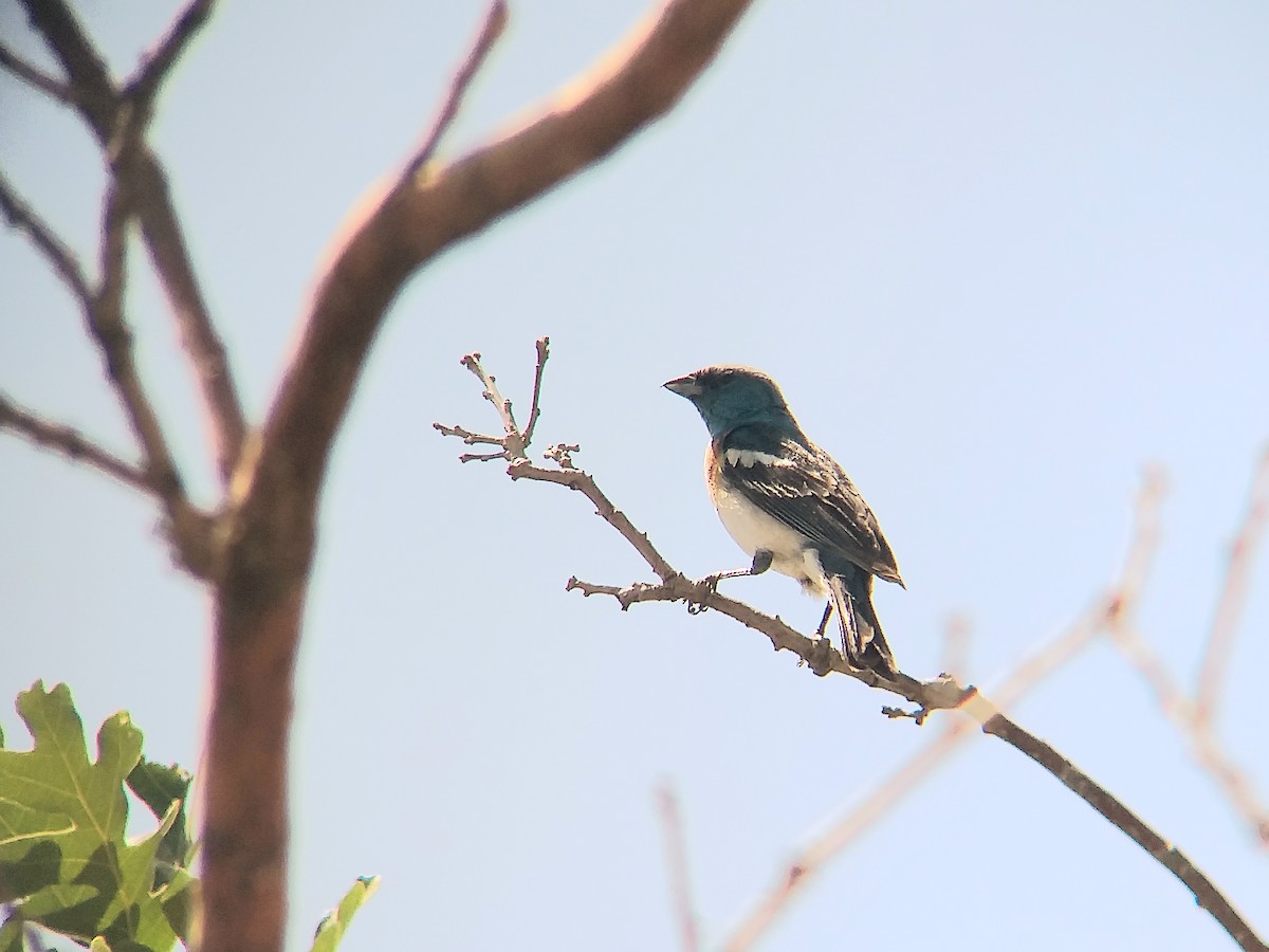 Lazuli Bunting - Sooraj  Sekhar