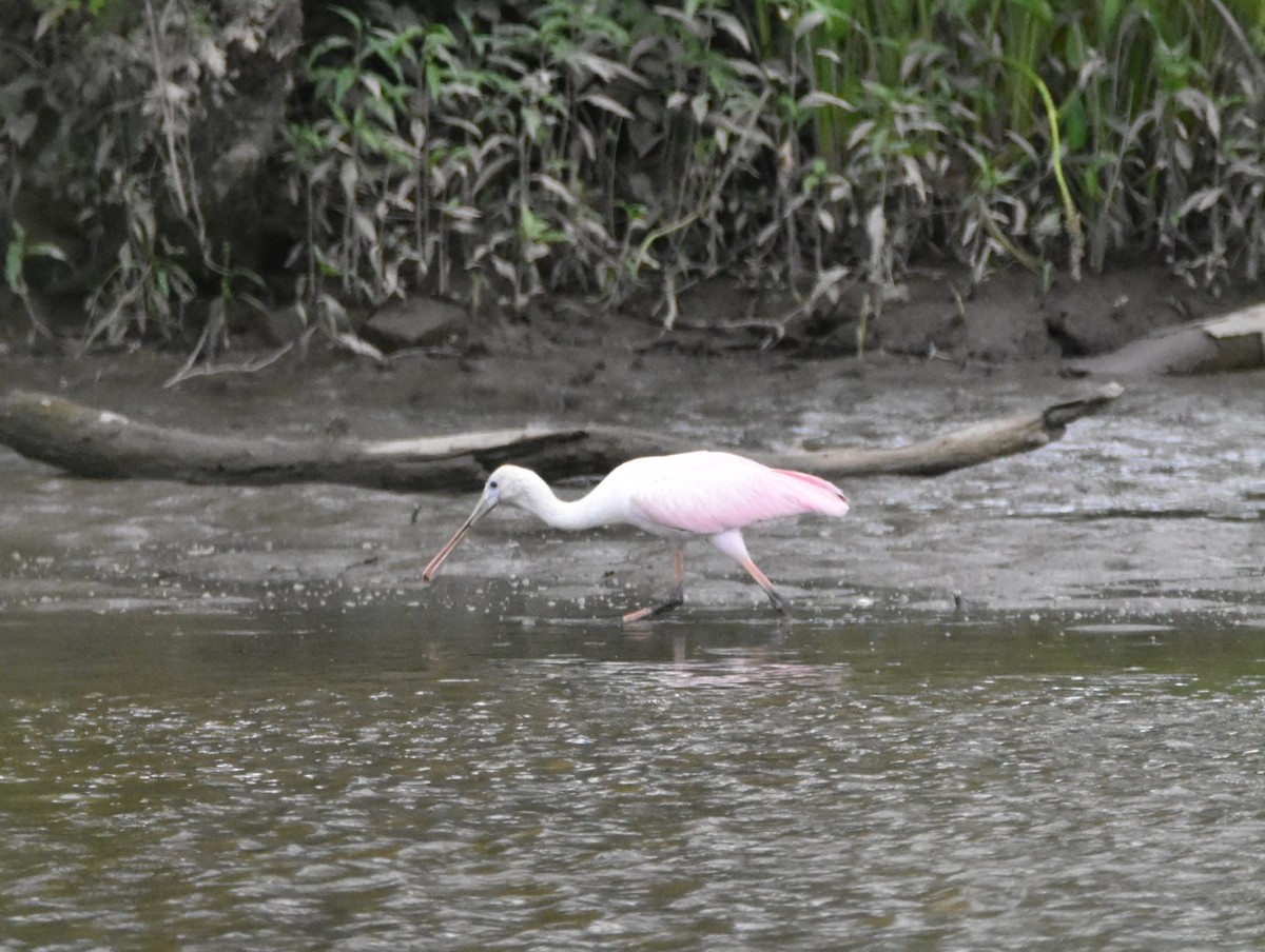 Roseate Spoonbill - ML594059521