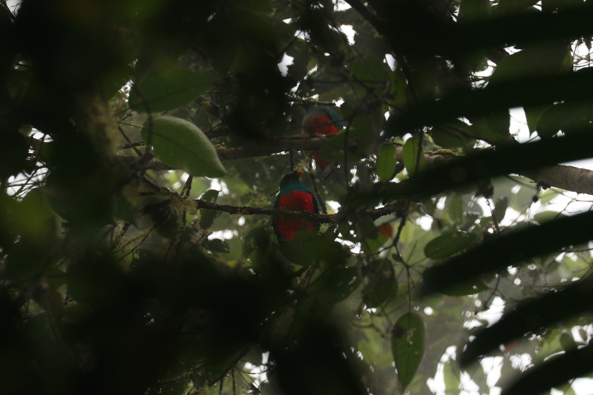 Golden-headed Quetzal - ML594059911