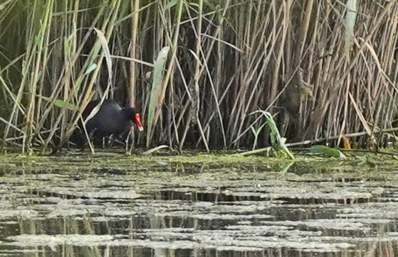 Common Gallinule - ML594061191