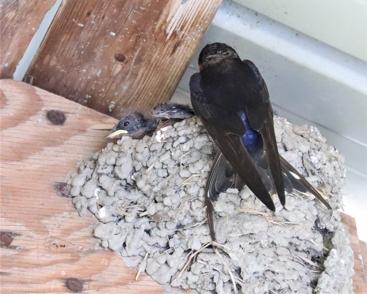 Barn Swallow - ML594061281