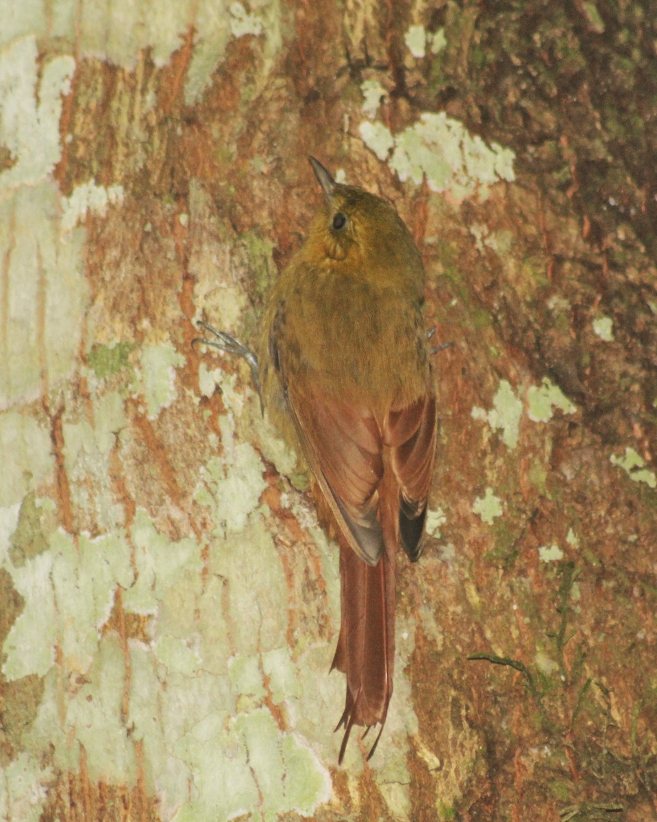 Дереволаз оливковий (підвид sylviellus/olivaceus) - ML594061741