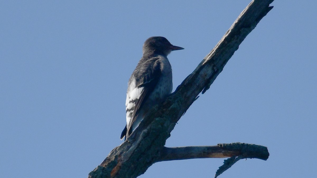 Red-headed Woodpecker - ML594062361