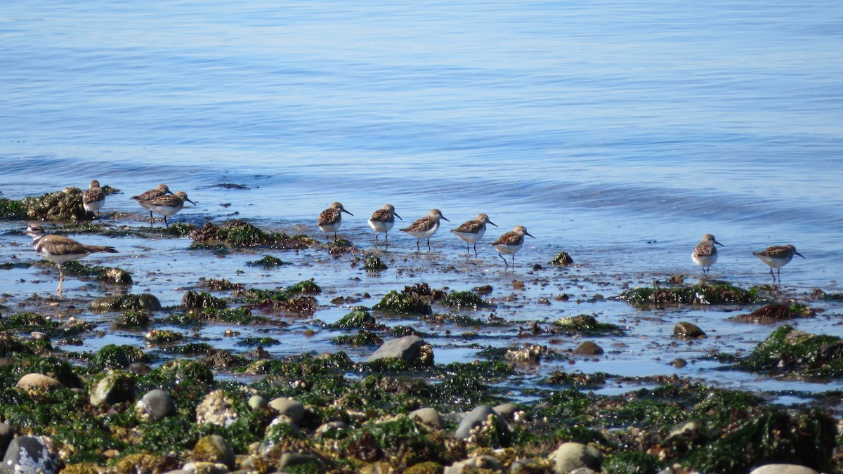 Bergstrandläufer - ML594064971