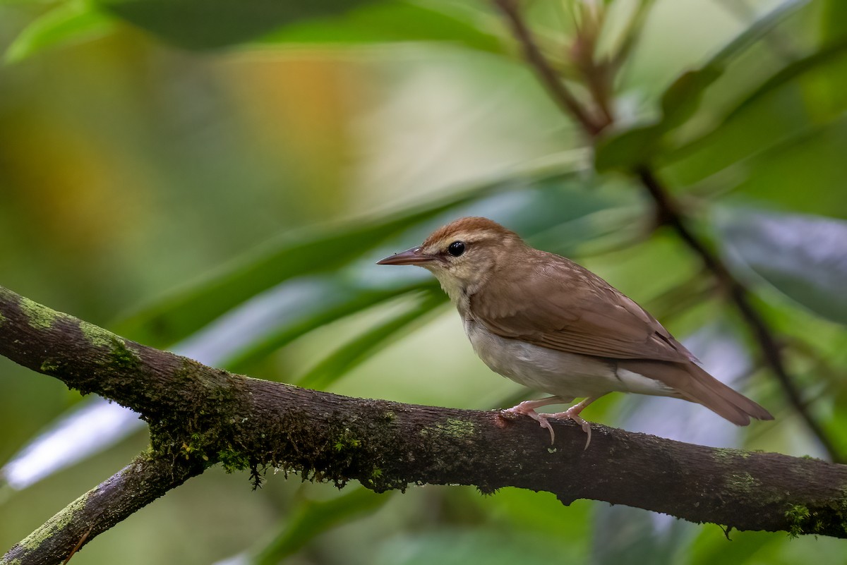 Swainson's Warbler - ML594065181