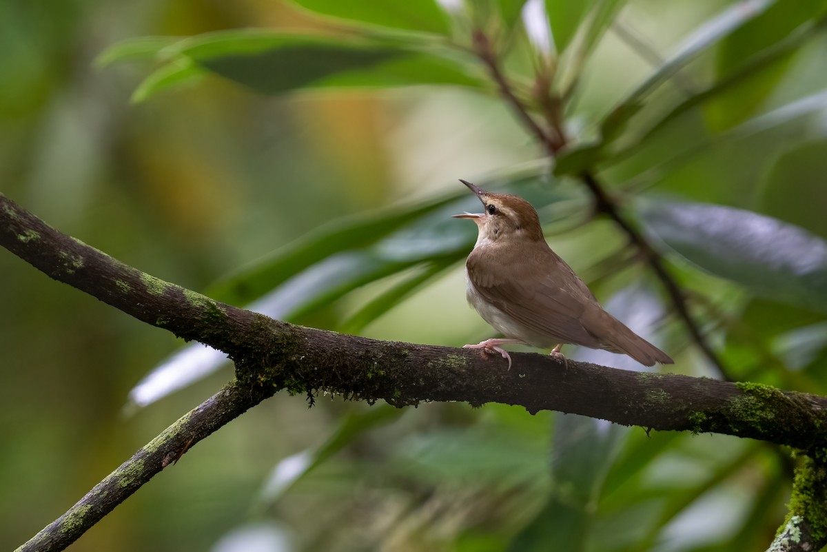 Swainson's Warbler - ML594065201