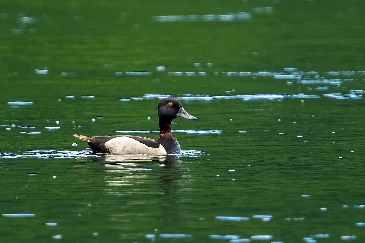 Ring-necked Duck - ML594065611