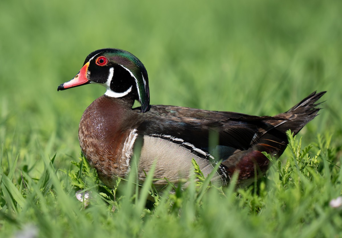 Wood Duck - KMJ Bird