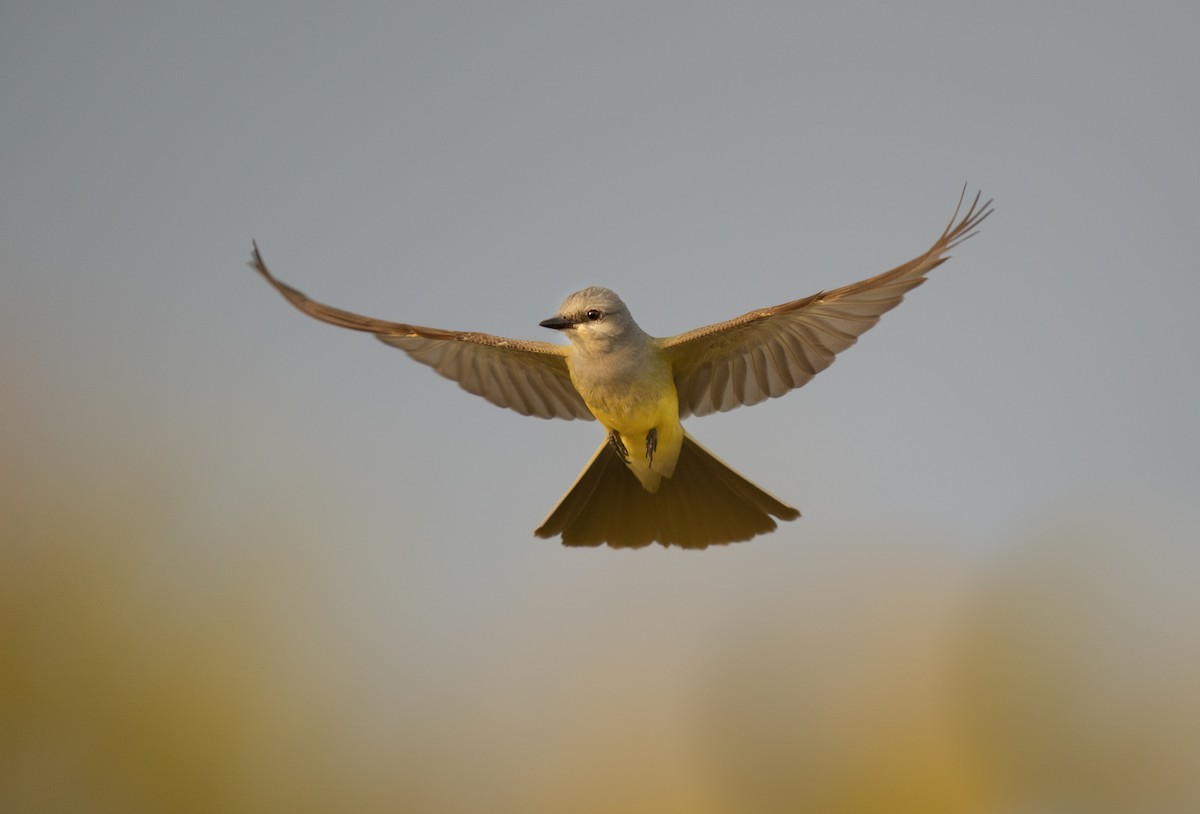 Western Kingbird - ML594066281