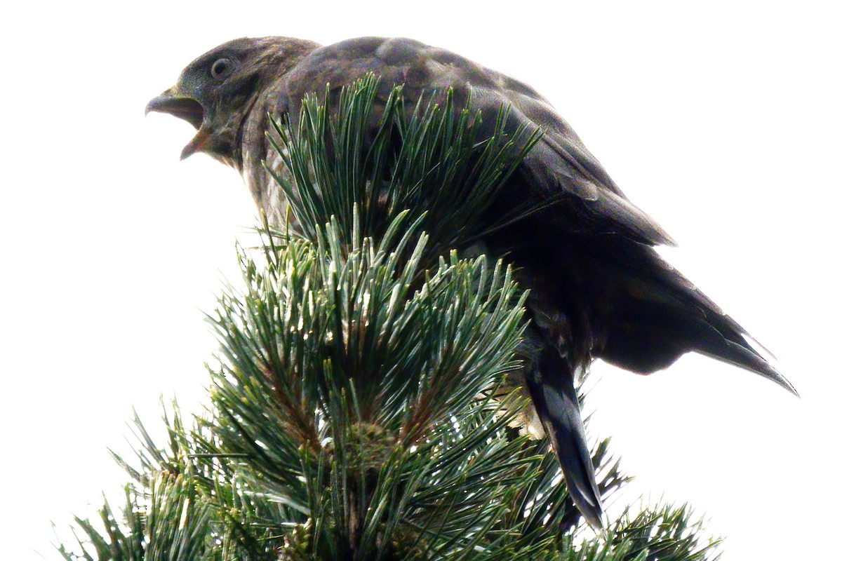 Broad-winged Hawk - ML594066471