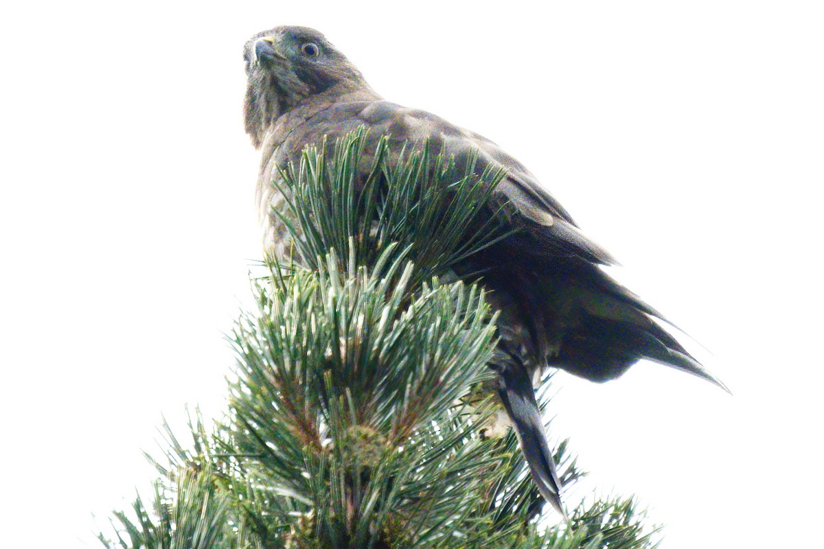 Broad-winged Hawk - ML594066481