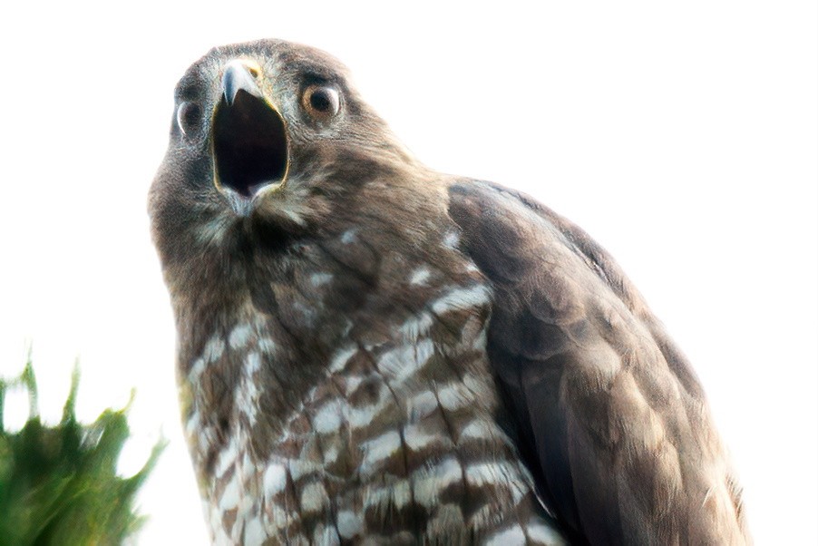 Broad-winged Hawk - ML594066491