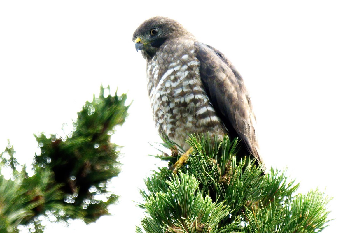 Broad-winged Hawk - Rick Courtney