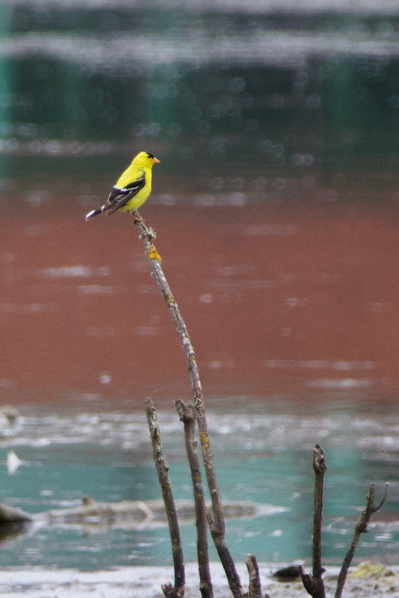 American Goldfinch - Anonymous