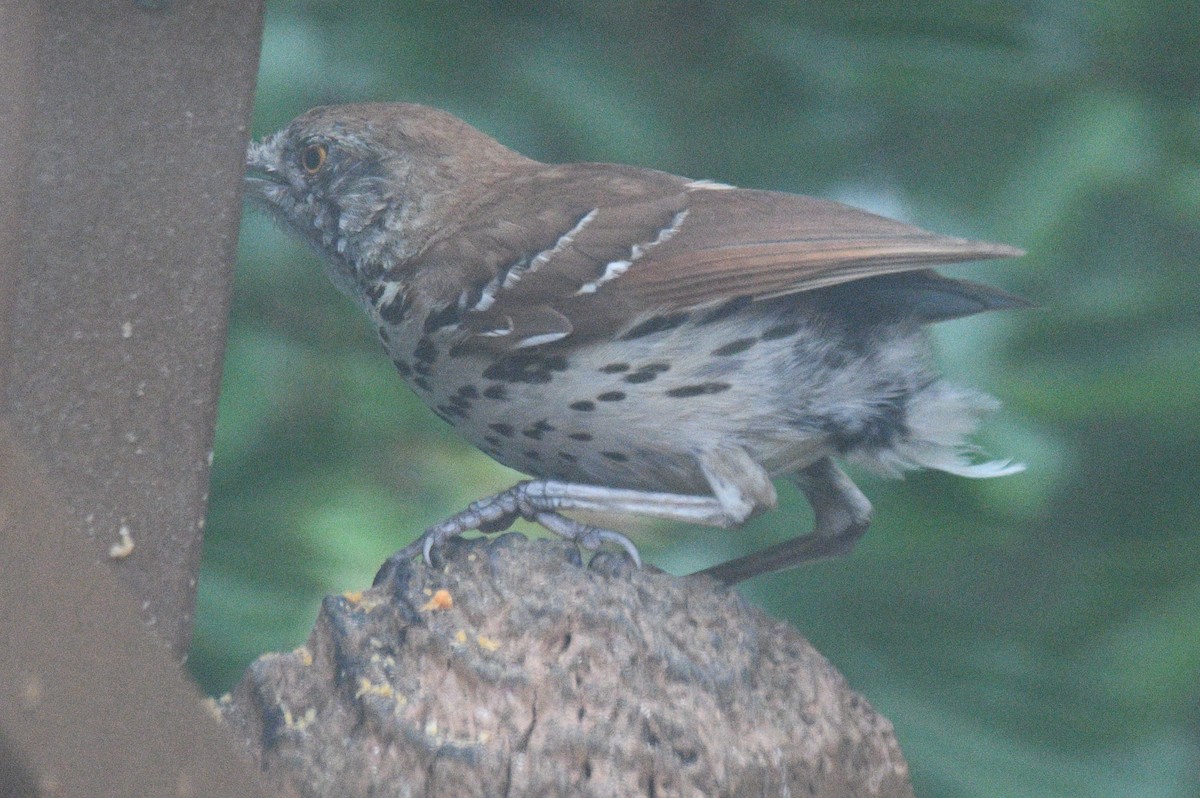 Brown Thrasher - Michael Cheves