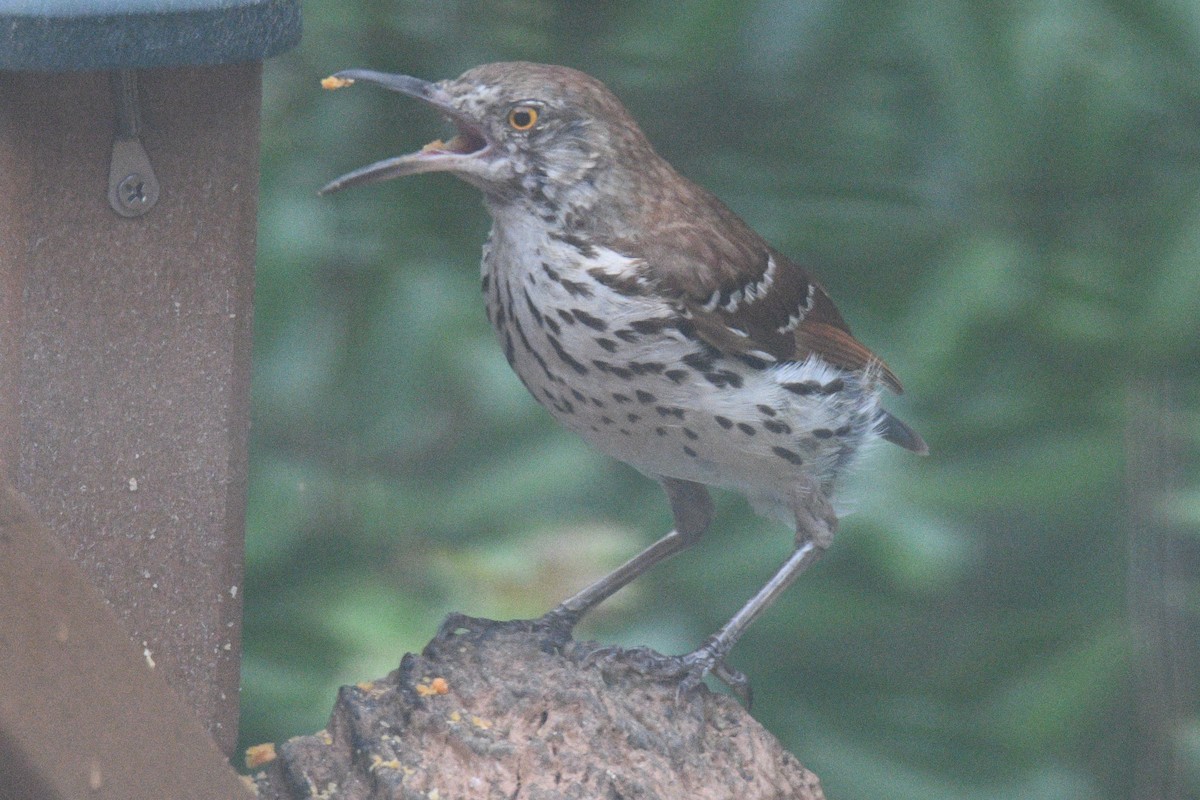 Brown Thrasher - Michael Cheves