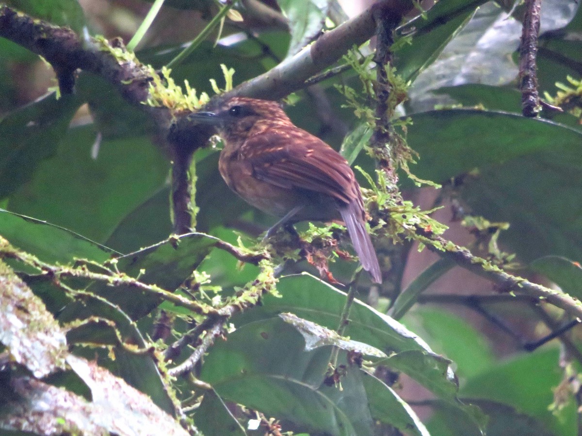 Spiny-faced Antshrike - ML594067111