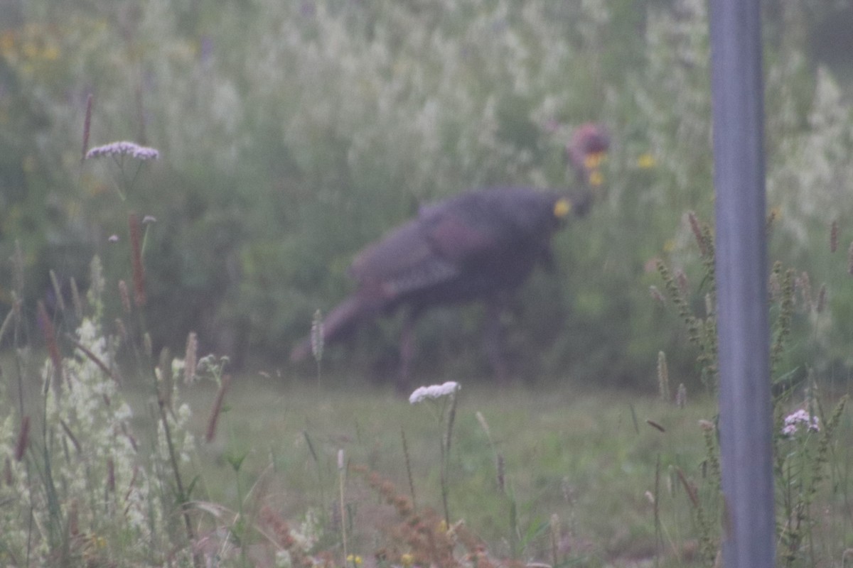 Wild Turkey - ML594067661