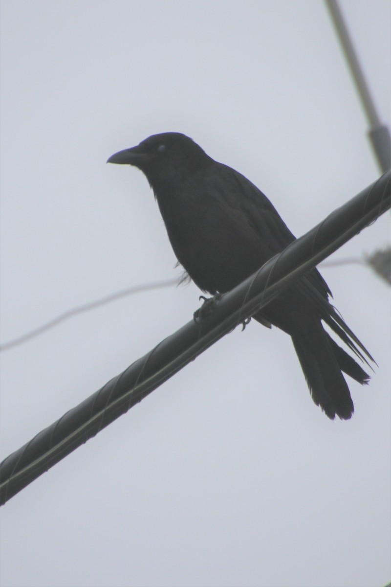 American Crow - ML594068201