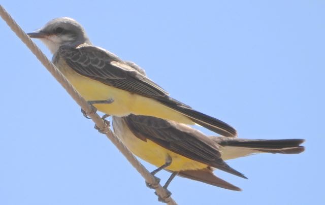 Western Kingbird - ML594068251