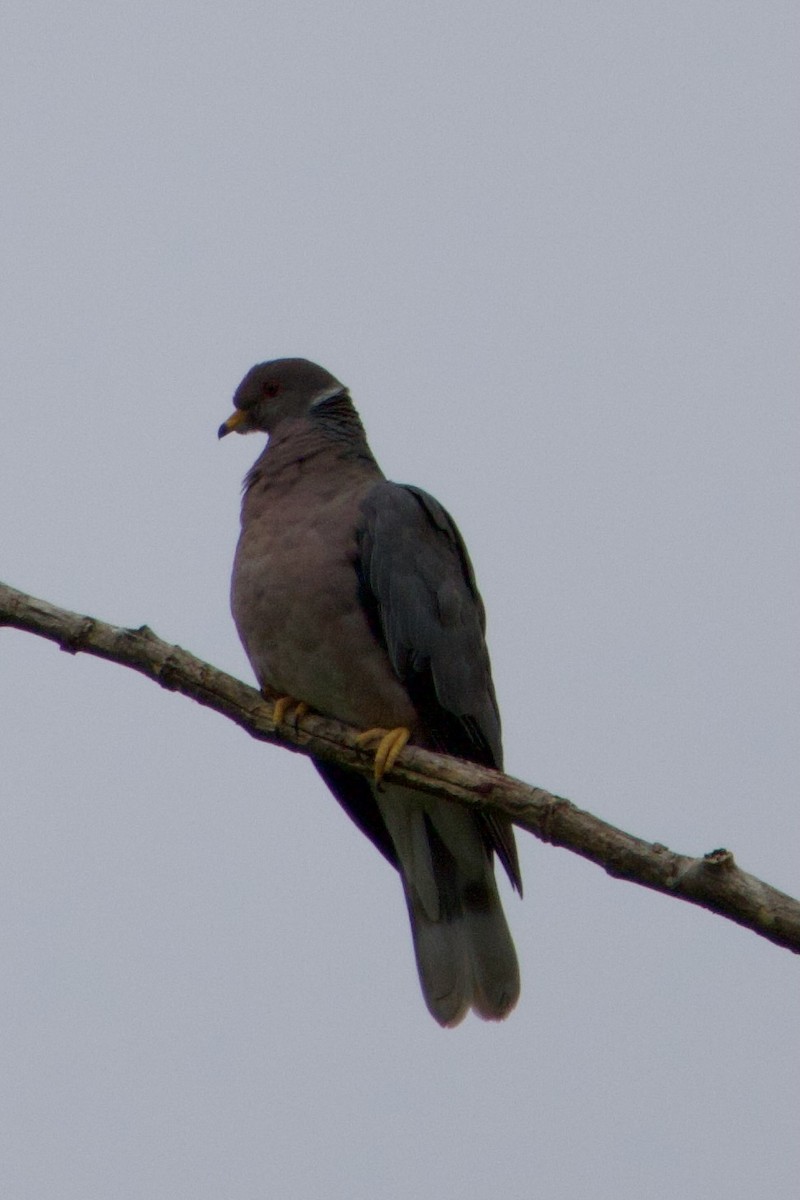 Band-tailed Pigeon - ML594068341