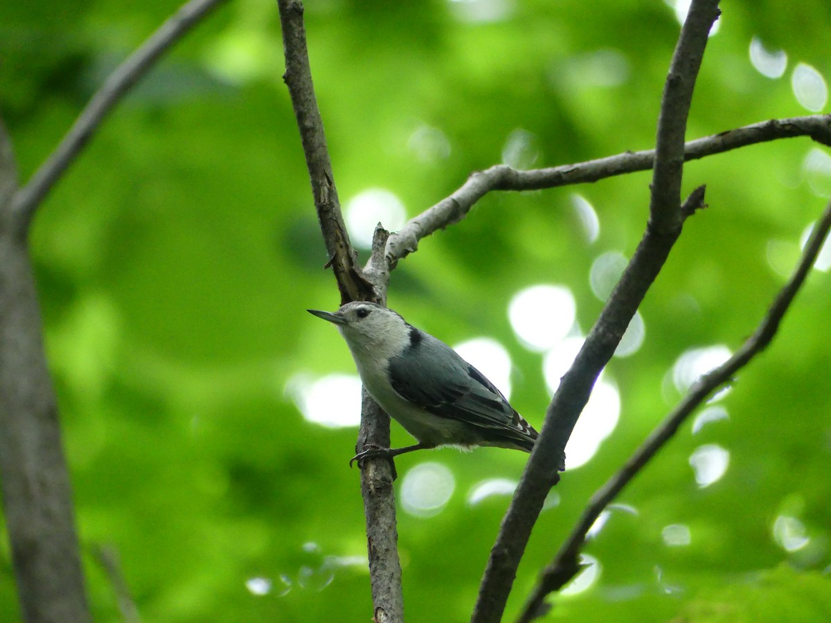 White-breasted Nuthatch - Octave Pajot