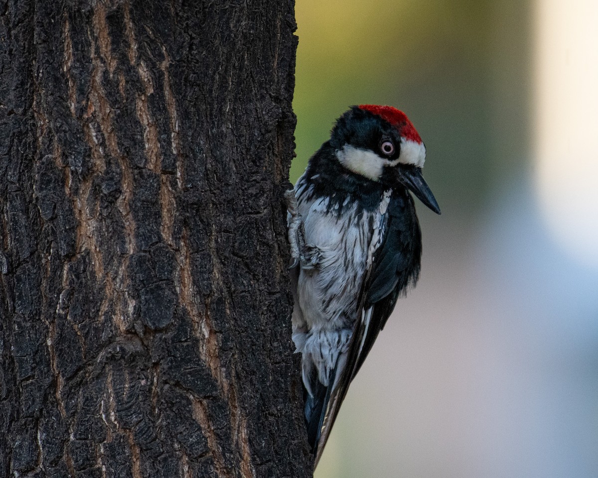 Acorn Woodpecker - ML594069491