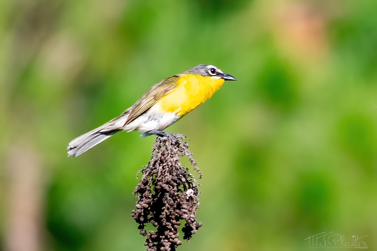 Yellow-breasted Chat - ML594069881