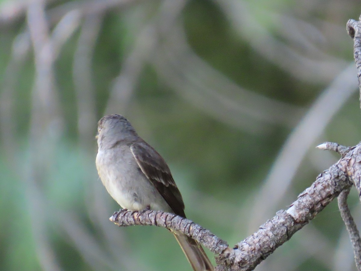 Western Wood-Pewee - ML594071491