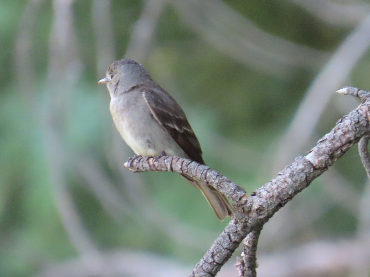 Western Wood-Pewee - ML594071501
