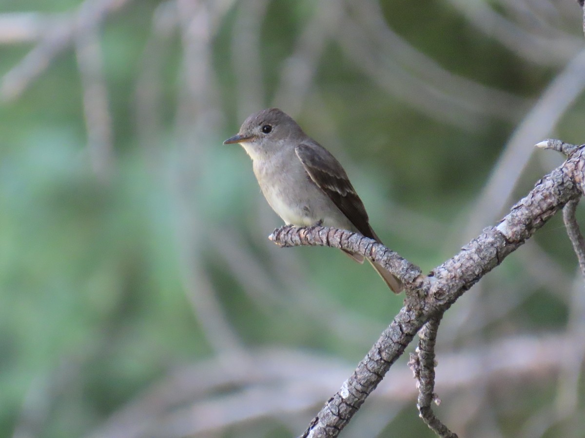 Western Wood-Pewee - ML594071511